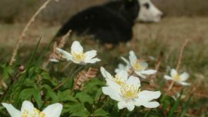 Local farmer nominated for 'Farming for Nature' award 