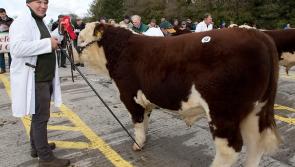 Offaly bull named 'Putin' wins big at Irish Hereford Society show 