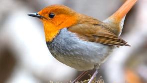 BirdWatch Ireland calls for public participation in critical bird survey 