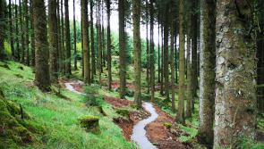 Coillte is encouraging people to enjoy their local forest over the winter months 