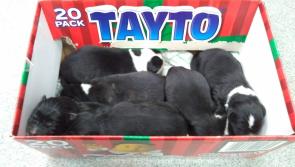Seven puppies die after being dumped on Offaly bog 