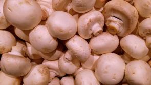 FOOD SAFETY ALERT: Mushrooms recalled from Irish shops due to presence of salmonella