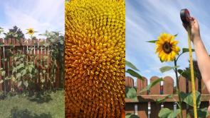 Blooming  Marvellous Sunflower challenge!