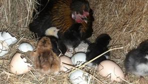 Offaly man's hen on course to smash world records 