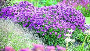 €20,000 investment in new sensory garden for Offaly community 