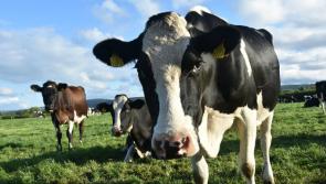 Roscrea beef exports to China resume 