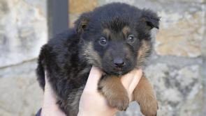 Three gorgeous but unwanted puppies now in ISPCA care in the Midlands
