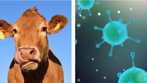 Is Covid-19 the Foot and Mouth disease of the hospitality industry?