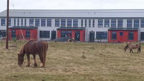 Prime development site in Offaly town used for ‘grazing horses’