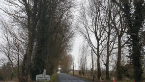 Dangeous trees on Offaly roadside facing chop