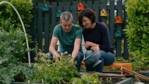 WATCH:  Offaly business feature on RTE's Grow, Cook, Eat