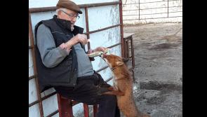 Former Offaly hurler tames and feeds fox during lockdown 