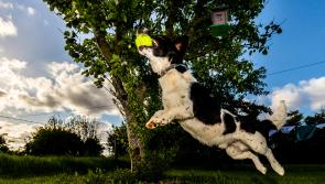 OFFALY DOG'S VIEW OF LOCKDOWN: he won't let his master lead him astray