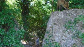 Offaly farmers forge unlikely friendship with foxes during Covid-19 lockdown