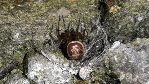 Spider found in Ireland may have nastier bite than previously thought 