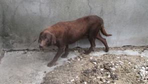 Convicted Offaly puppy farmer will avoid jail if he pays €10,000