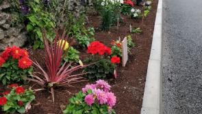 Beautiful 'Memory Path' now blooming in one Offaly town 