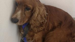 Look familiar? Gardaí appeal for the public's help to reunite recovered stolen dog with owner