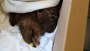 HOT BUZZ: Laois-Offaly gardai rescue bird of prey from motorway 