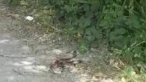 WATCH: Shock as snake found in a park in Leitrim