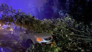Irish motorist has lucky escape after tree falls on car during Storm Ellen