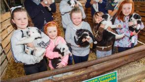 Collie pups come to the  aid of Midlands hospice campaign
