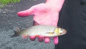 Invasive species  detected in section of Midlands river