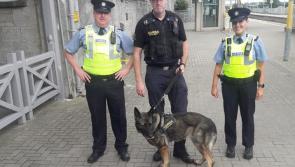 Garda dog used to police trains by gardaí from the Laois Offaly Kildare Division