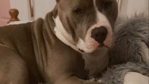 Irish man convicted of illegally cropping a puppy's ears