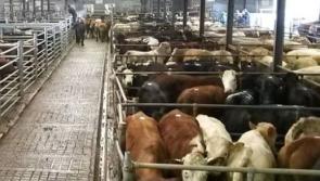 Buyers must be allowed back at ringside says Offaly mart manager