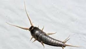 Warning of serious increase in prehistoric insect in homes in Ireland