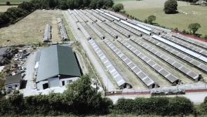 Department gives Covid-19 testing  update on Mink Farm in Midlands