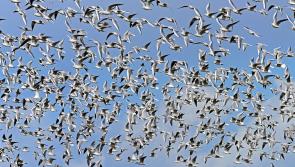 Department introduces enhanced biosecurity measures to battle bird flu