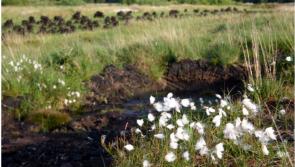 Prominent Offaly farmer hits out at cutaway bogs 'being turned into swamps'