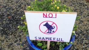 Walkers falling foul of dog poop on Offaly footpaths