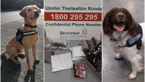 Detector dogs sniff out huge haul of drugs posted to five counties