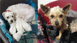 Illegal dog breeding establishment uncovered and shut down in Offaly