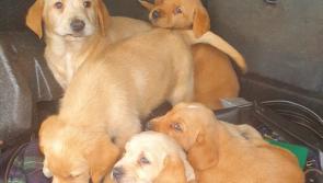 Gardaí seize 17 dogs they believe to be stolen in searches of three vehicles
