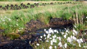 Clarity sought on Bord na Móna's bog rewetting plans in Offaly