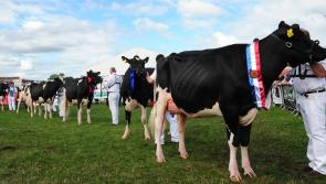 Offaly's Tullamore Show organisers defiant despite Covid threat