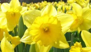 FEATURE: Daffodils are like poetry on a bleak day in Offaly