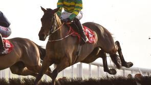 Grand National winner Minella Times' Midlands roots