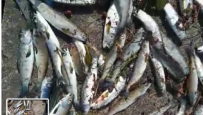 Fish kill on Offaly river prompts IFI to request voluntary turbine shutdown 