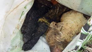 Decomposing carcasses dumped in ravine  threatening water quality in Leitrim