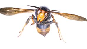 WARNING: Invasive Asian Hornet detected in Ireland for first time but it's not known how it got here