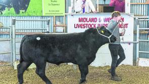 Back in the ring - marts re-open for buyers this week