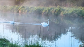 Is the canal in Offaly town suitable for swimming? 