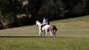 Appeal launched as 4 in 5 horse riders experience issues on Irish roads