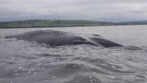 Heart-breaking end for a magnificent whale stranded in Irish Lough