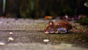 ALERT: Huge increase in these unwanted guests invading Irish homes and restaurants